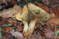 Leccinum rugosiceps image