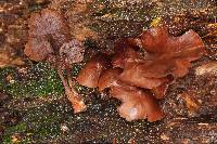 Psilocybe yungensis image