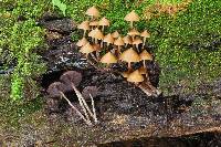 Psilocybe yungensis image