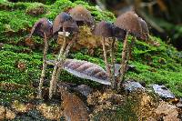 Psilocybe yungensis image