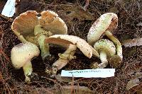 Agaricus xanthodermus image