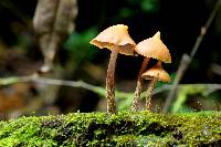 Psilocybe yungensis image