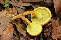 Pulveroboletus ravenelii image