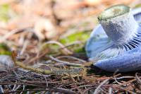 Lactarius indigo image