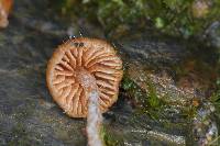 Cortinarius acutus image