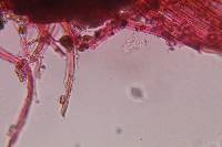 Psilocybe mexicana image
