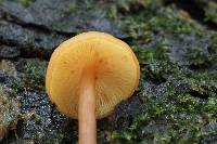 Gymnopilus picreus image