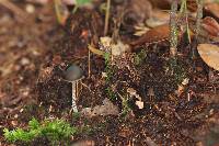 Psilocybe neoxalapensis image