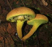 Pulveroboletus ravenelii image