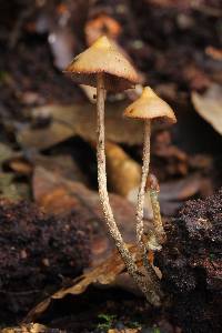 Psilocybe yungensis image