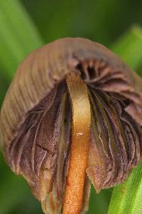 Psilocybe mexicana image