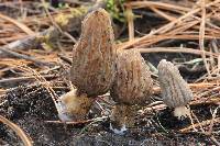 Morchella frustrata image