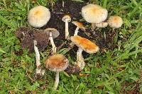 Psilocybe cubensis image