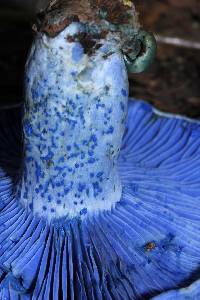 Lactarius indigo image