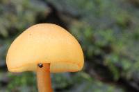 Gymnopilus picreus image