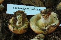 Lactarius torminosus image