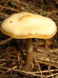 Psilocybe ovoideocystidiata image