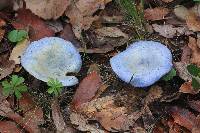 Lactarius indigo image