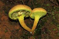 Pulveroboletus ravenelii image