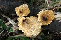 Cymatoderma caperatum image