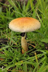 Psilocybe cubensis image