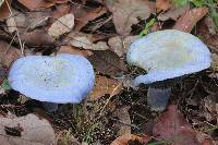 Lactarius indigo image