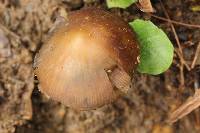 Psilocybe subtropicalis image