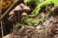 Psilocybe yungensis image