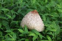 Macrolepiota colombiana image