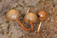 Psilocybe coprophila image