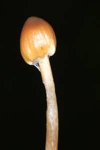 Psilocybe mexicana image