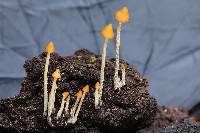 Psilocybe yungensis image