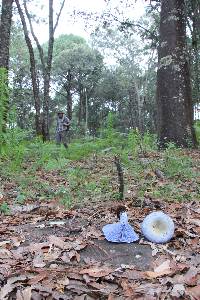 Lactarius indigo image