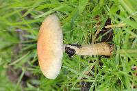 Psilocybe cubensis image