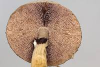 Psilocybe cubensis image