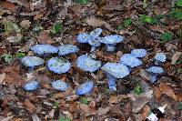 Lactarius indigo image