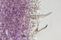 Tricholosporum tropicale image