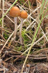 Psilocybe aztecorum image