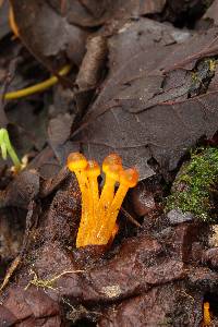 Mycena leaiana image