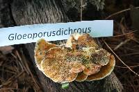 Gloeoporus dichrous image