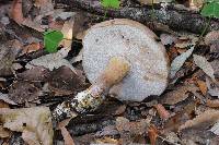 Tylopilus rubrobrunneus image