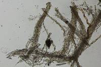 Cymatoderma caperatum image