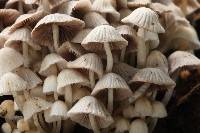 Coprinellus disseminatus image