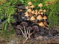 Psilocybe yungensis image