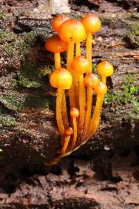 Mycena leaiana image