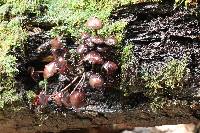 Psilocybe yungensis image