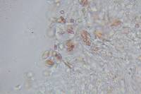 Echinoderma asperum image