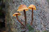 Gymnopilus picreus image