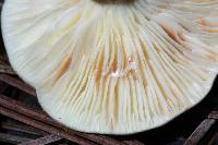 Lactarius lignyotus image