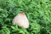 Macrolepiota colombiana image